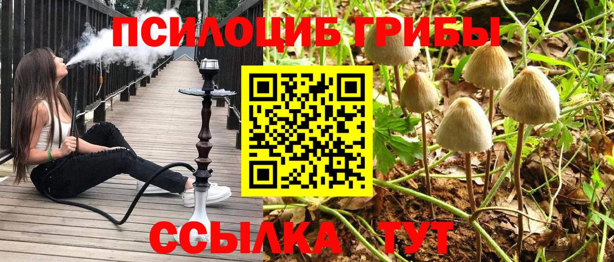 Псилоцибиновые грибы Psilocybine cubensis Екатеринбург
